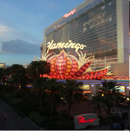 Flamingo in Vegas